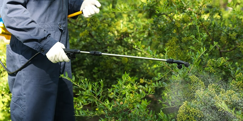 lawn care technician spraying shrubs