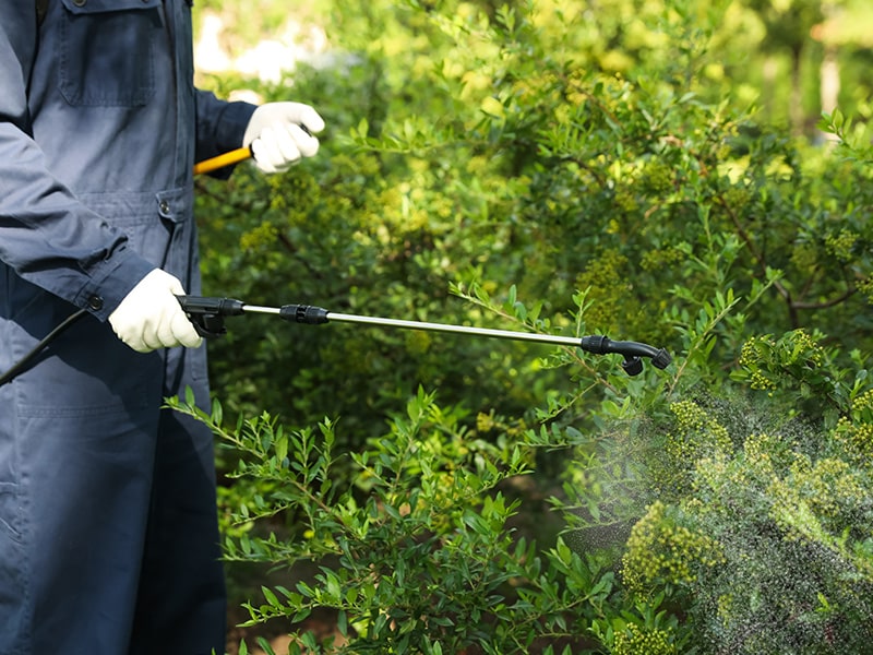 lawn care technician spraying shrubs